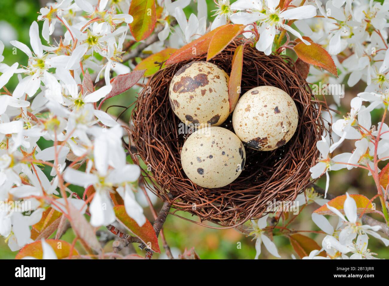 Lamarcks Serviceberry (Amelanchier lamarckii), nisten mit Wachteleiern in einer Servicebeere, Osterdekoration, Schweiz Stockfoto