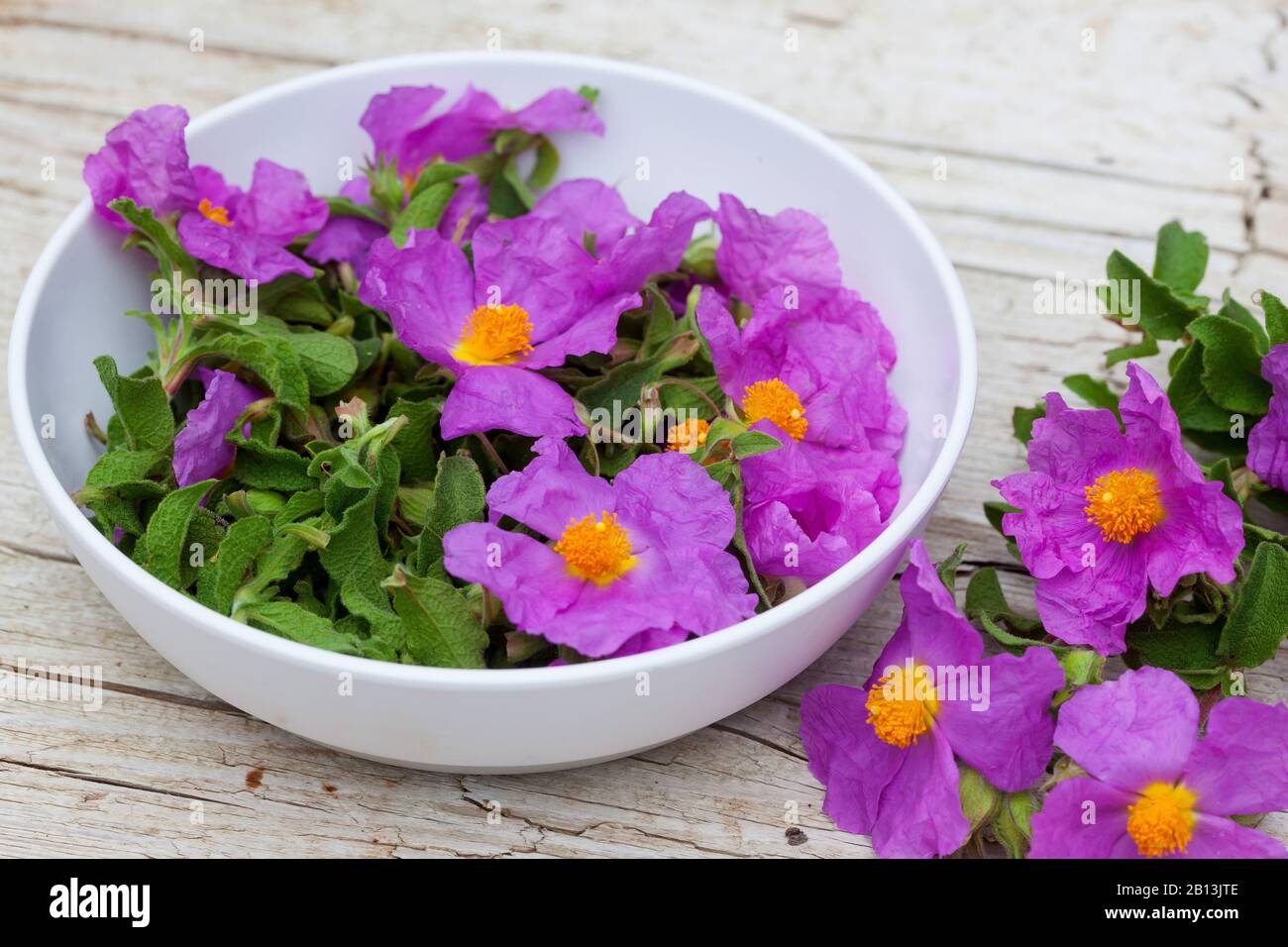 Rosa Rock-Rose, Geharntes Rock-Rose, behaarte Rockrose, Felsrose, Felsrose, grauhaarige Rockrose, kretische Rockrose (Cistus creticus, Cistus incanus, Cistus villosus), gesammelte Blumen Stockfoto