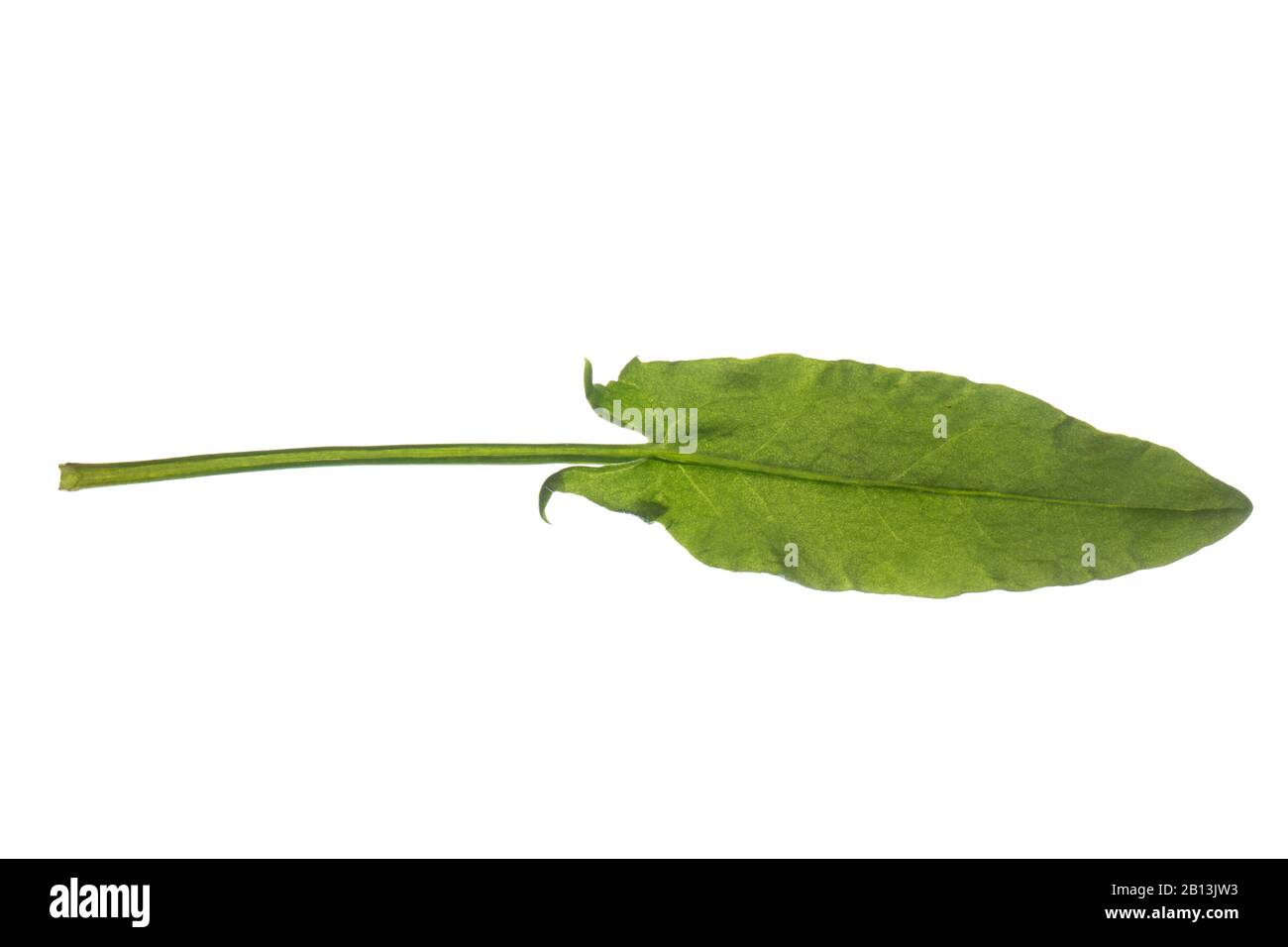 Gemein Sorrel, grüner Sorrel, roter Sorrel, Schafsorrel, Gartensorrel (Rumex acetosa), Blatt, Ausschnitt, Deutschland Stockfoto