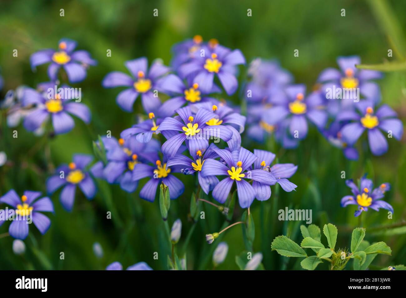 Haufen von aufblühendem Sisyrinchium oder blauäugiges Gras. Frühling im Texas Hill Country, wenn Wildblumen blühen. Weicher Fokus, geringe Schärfentiefe Stockfoto