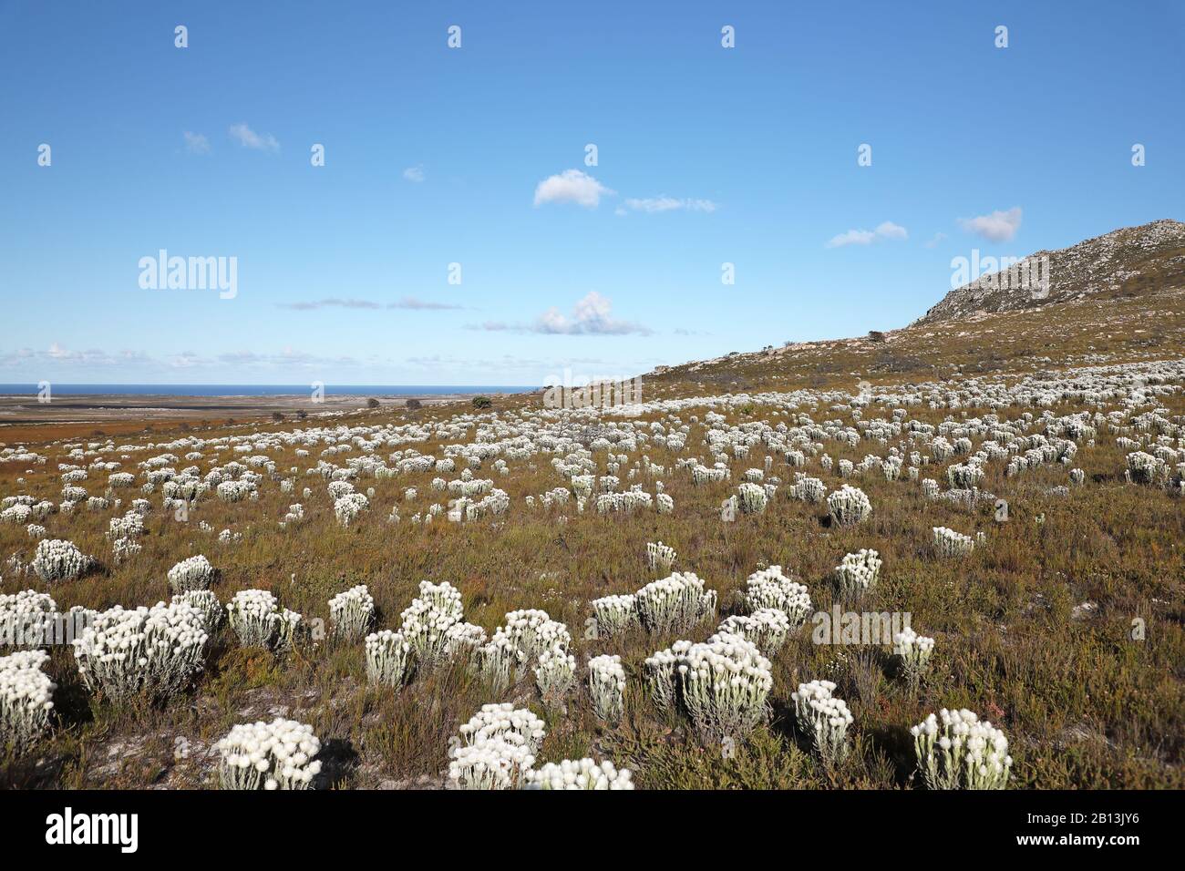 Immerwährender Schnee (Syncarpha vestita), reichlich blühender Immerwährender Schnee, Südafrika, Westkappisch, Tafelberg Nationalpark, Kap der Guten Hoffnung Stockfoto
