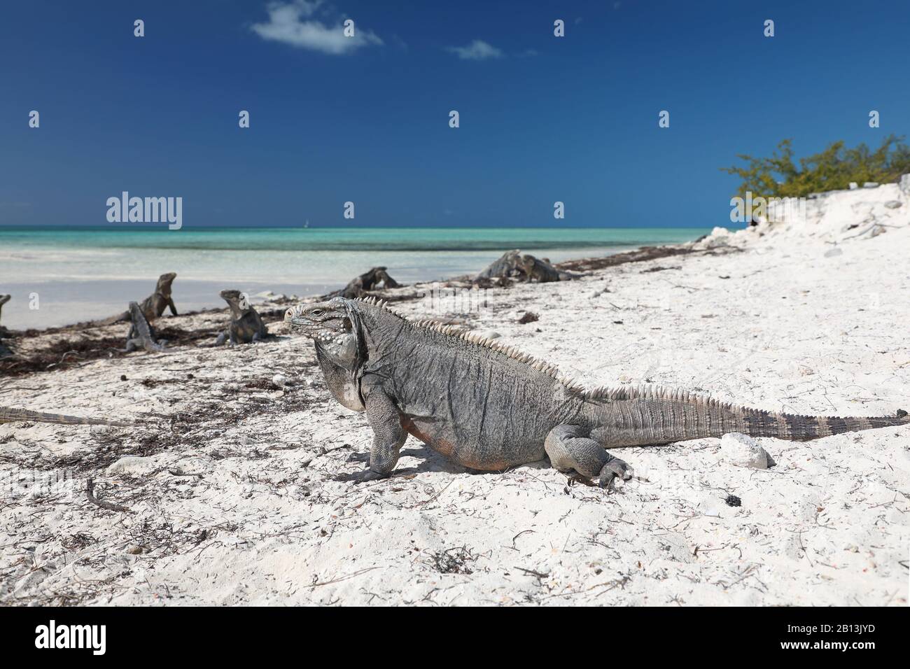 Cayman Islands Ground Iguana, kubanische Ground Iguana (Cyclura nubila nubila), am Strand, Seitenansicht, Kuba, Cayo Largo Stockfoto