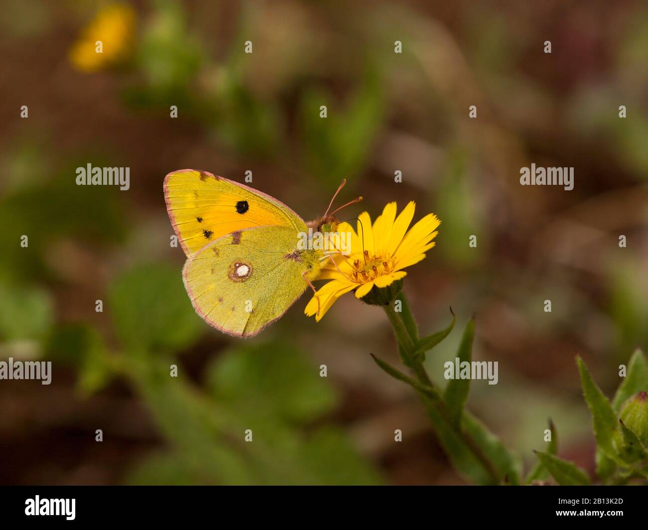 Dunkeltrübtes Gelb, häufig Getrübtes Gelb (Colias croceus, Colias crocea), in Komposit, Seitenansicht, Kanarische Inseln, Teneras Stockfoto