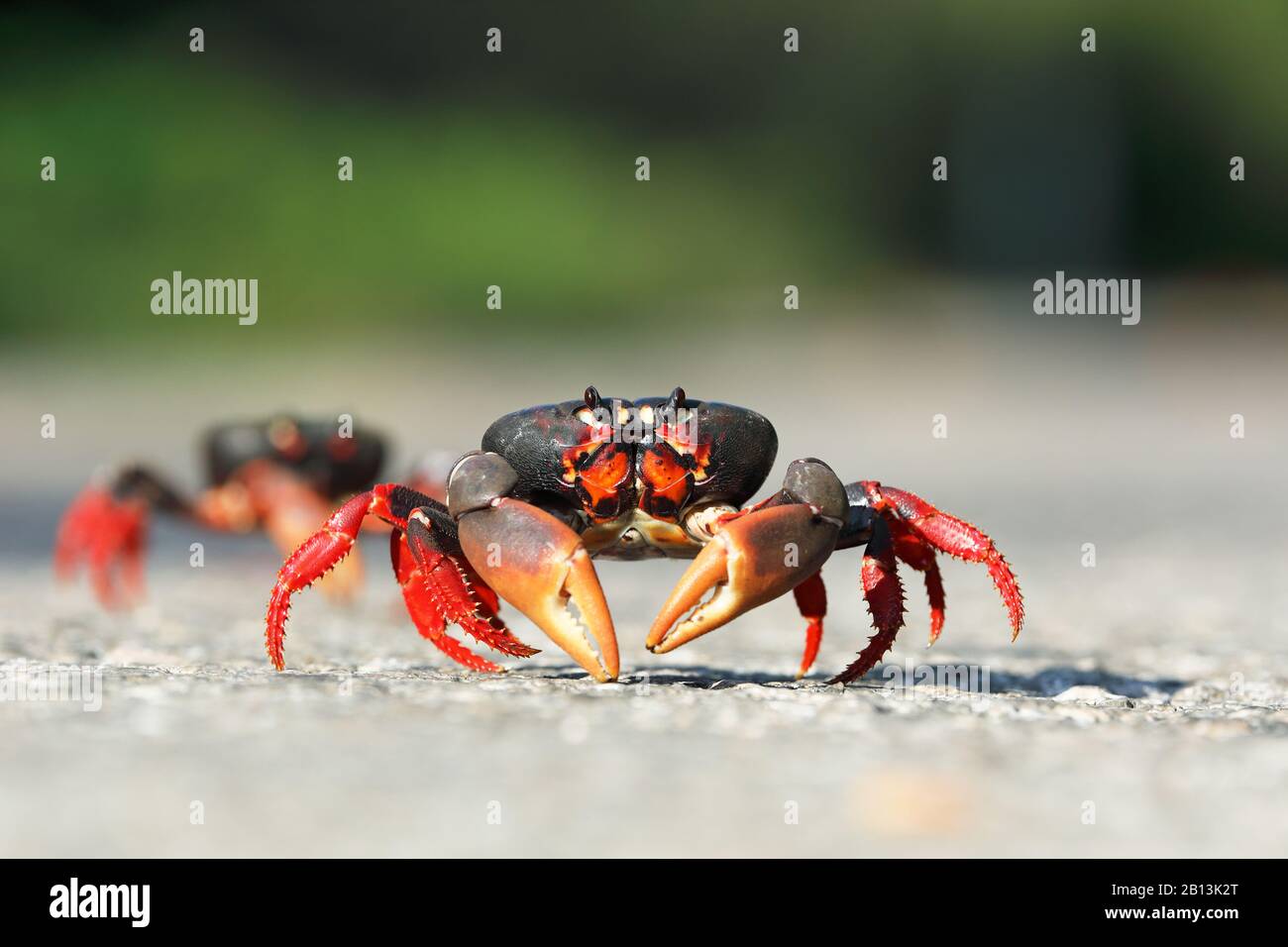 Lila Landkrabbe, schwarze Landkrabbe, rote Landkrabbe, Zombiekrabbe (Gecarcinus ruricola), Krabbenwanderung, Kuba Stockfoto