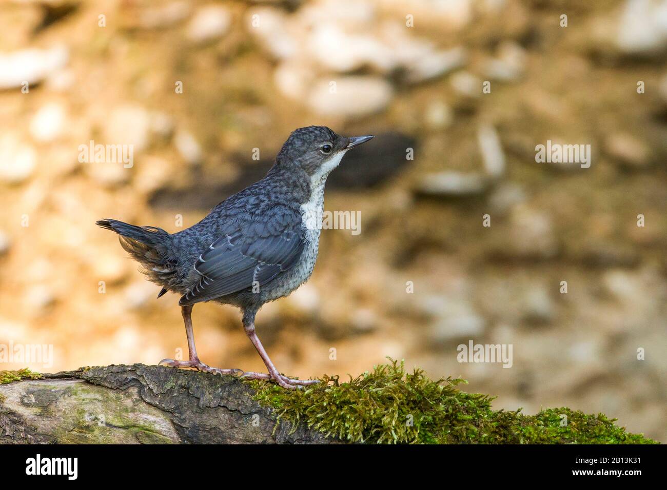 Dipper (Cinclus cinclus), Jungvogel auf einem moosigen Baumstamm, Seitenansicht, Deutschland, Baden-Württemberg Stockfoto