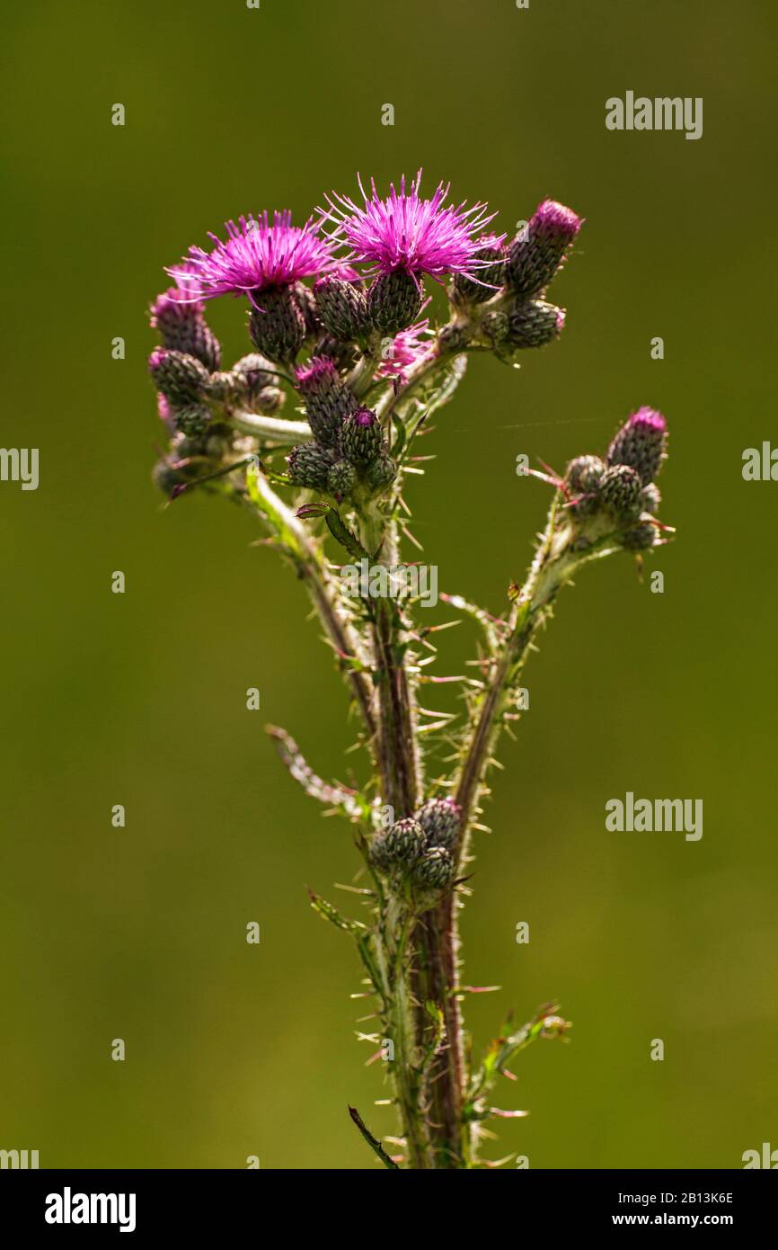 Marsh Distle (Cirsium palustre), Blooming, Deutschland, Baden-Württemberg Stockfoto