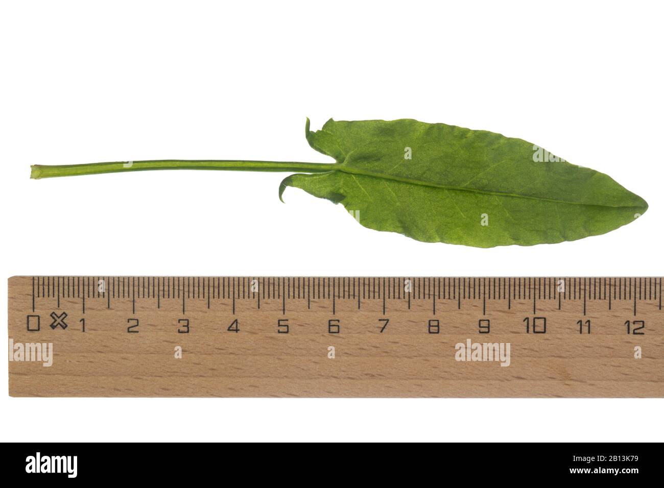 Gemeine Schorgel, grüner Schorrel, roter Schorrel, Schafsorrel, Gartensorrel (Rumex acetosa), Blatt, Ausschnitt mit Lineal, Deutschland Stockfoto