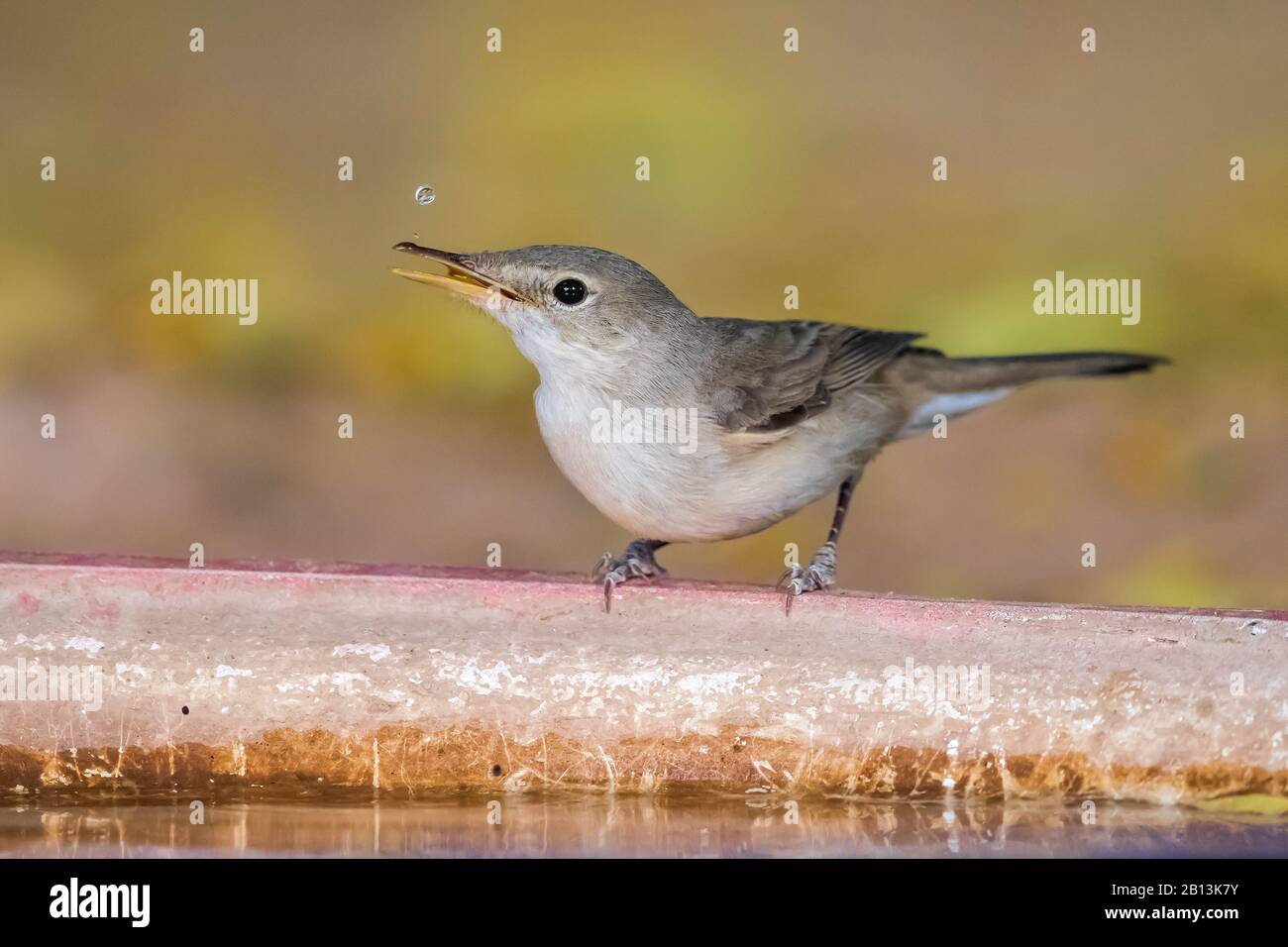 Westliche Olivaceous Warbler (Iduna opaca), auf einem Teller mit Wasser sitzend, Mauretanien Stockfoto