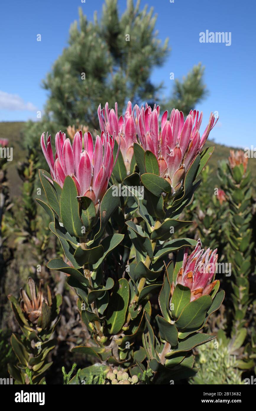 Zuckerstrauch (Protea compacta), blühend, Südafrika Stockfoto