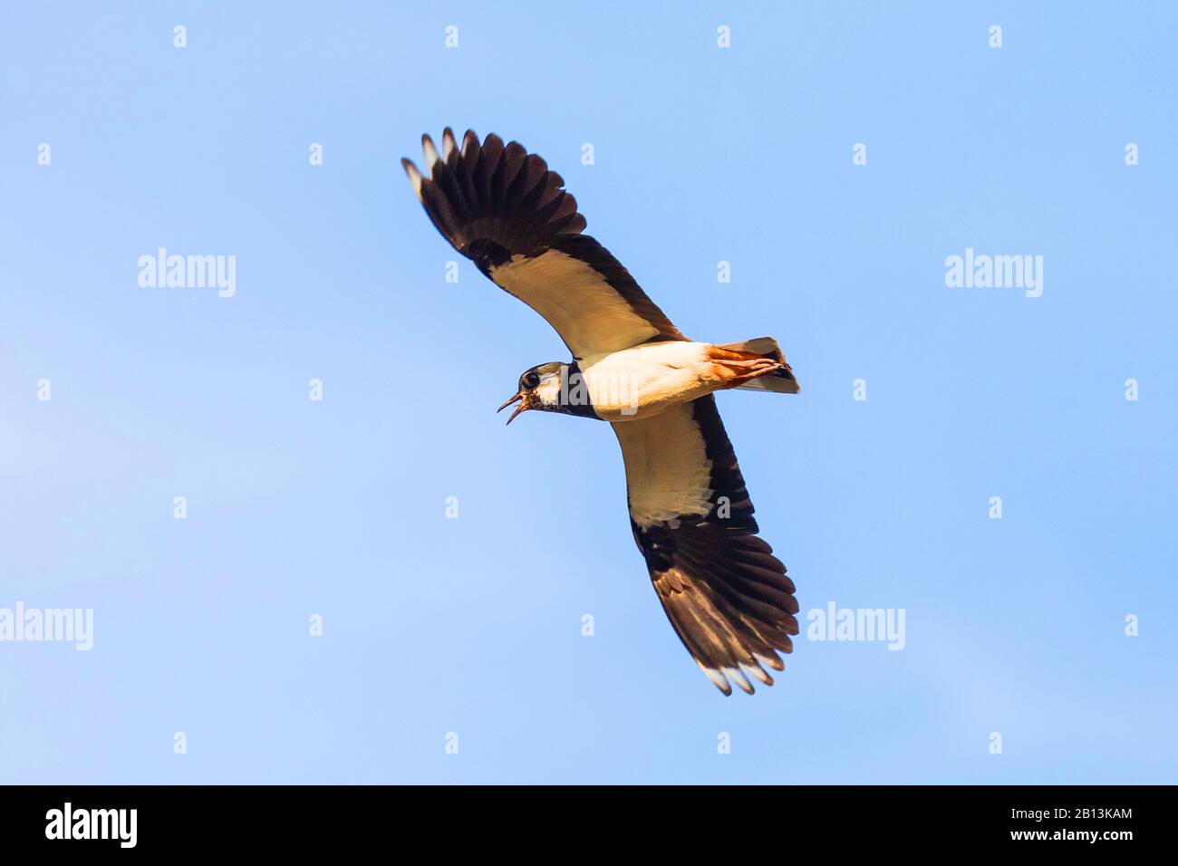 Nördliche Lapwing (Vanellus vanellus), im Flug, Calling, Deutschland, Bayern Stockfoto