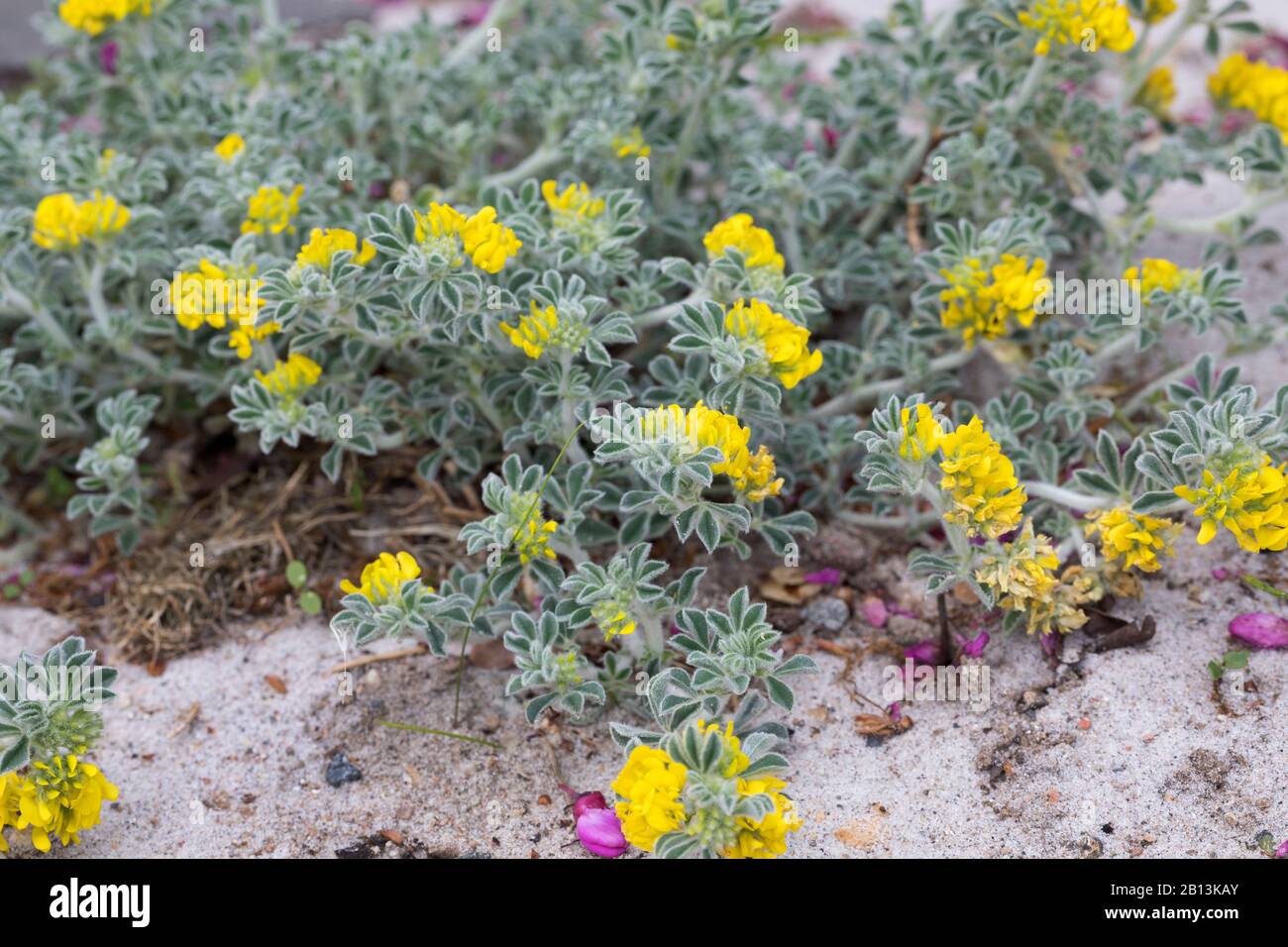 Meer Medick, Meer Burclover (Medicago Marina), blühen Stockfoto