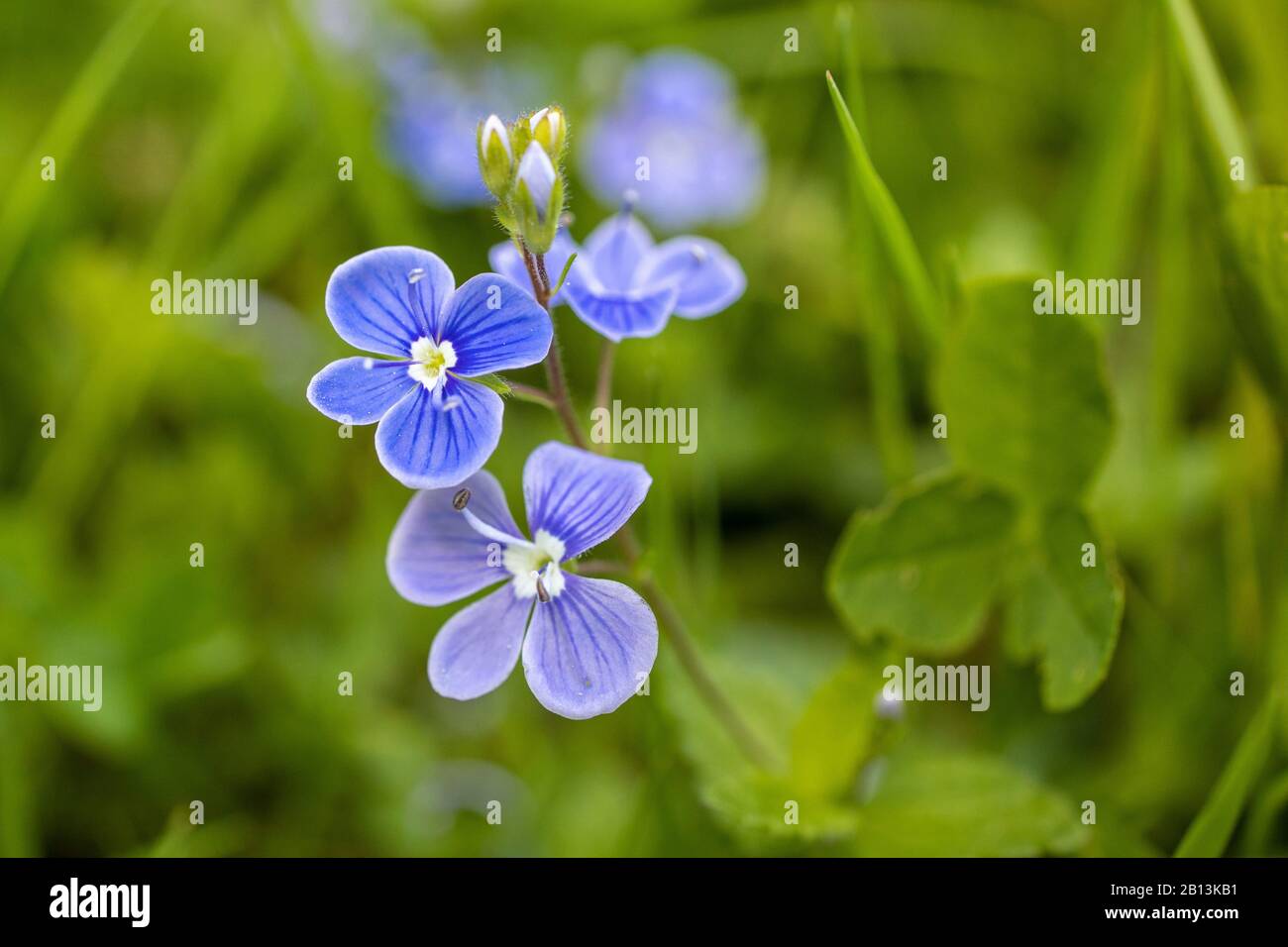 Germander Speedwell (Veronica chamaedrys), Blooming, Deutschland, Bayern Stockfoto