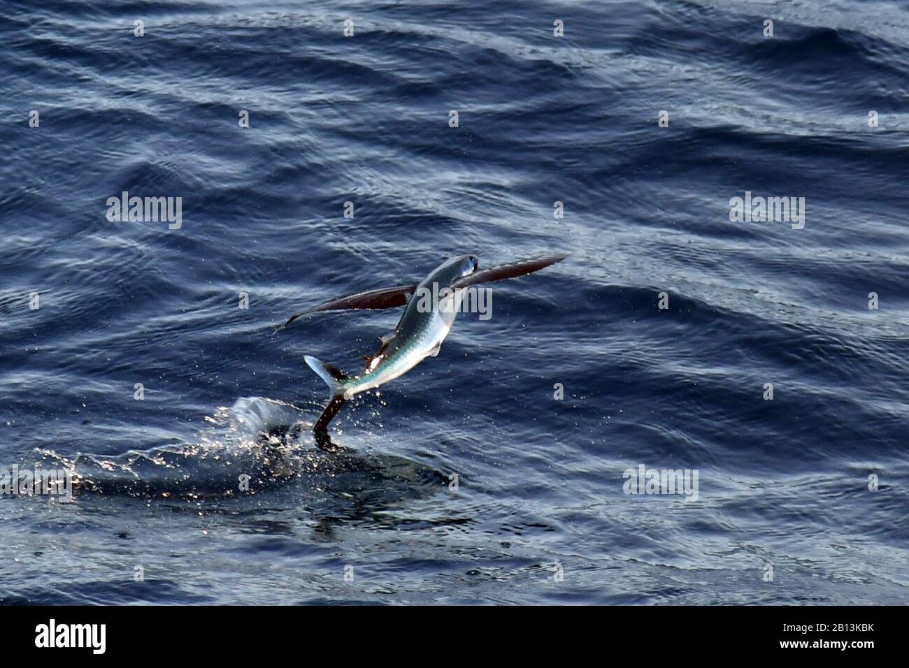Fliegende Fischarten, die von der Meeresoberfläche, dem Atlantik, abfliegen Stockfoto