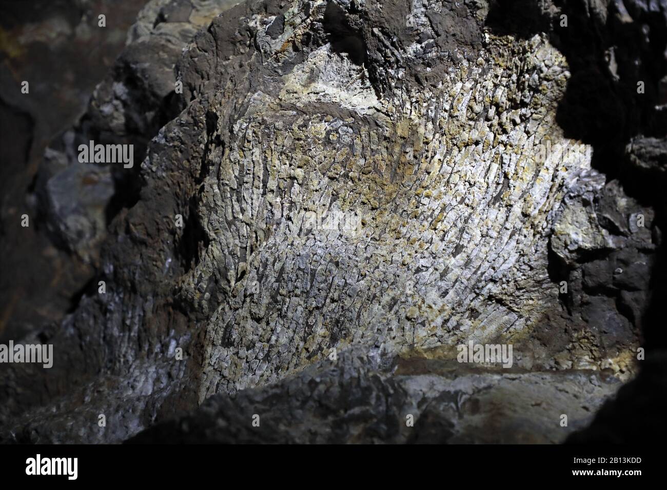 Versteinertes Korallenriffe in der Höhle Kluterthoehle, Deutschland, Nordrhein-Westfalen Stockfoto