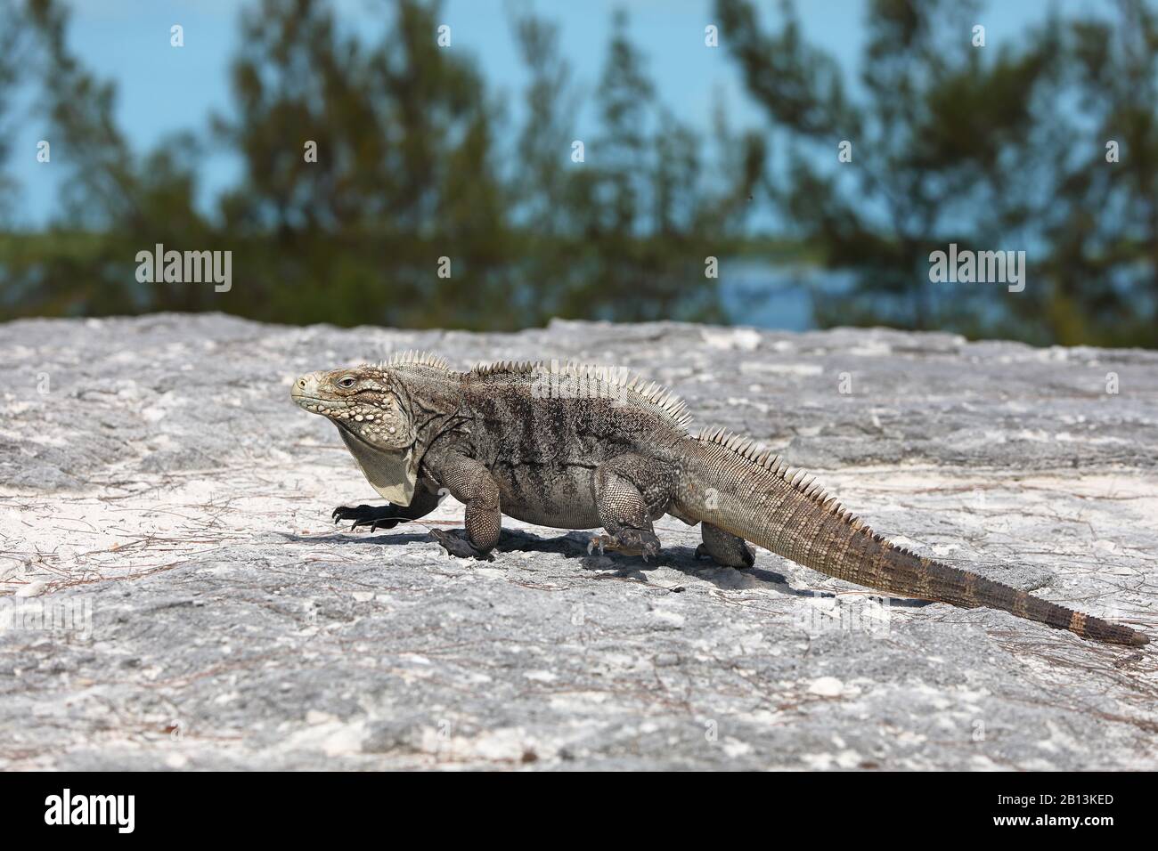 Cayman Islands Ground Iguana, kubanische Ground Iguana (Cyclura nubila nubila), Wandern auf einem Felsen, Seitenansicht, Kuba, Cayo Largo Stockfoto