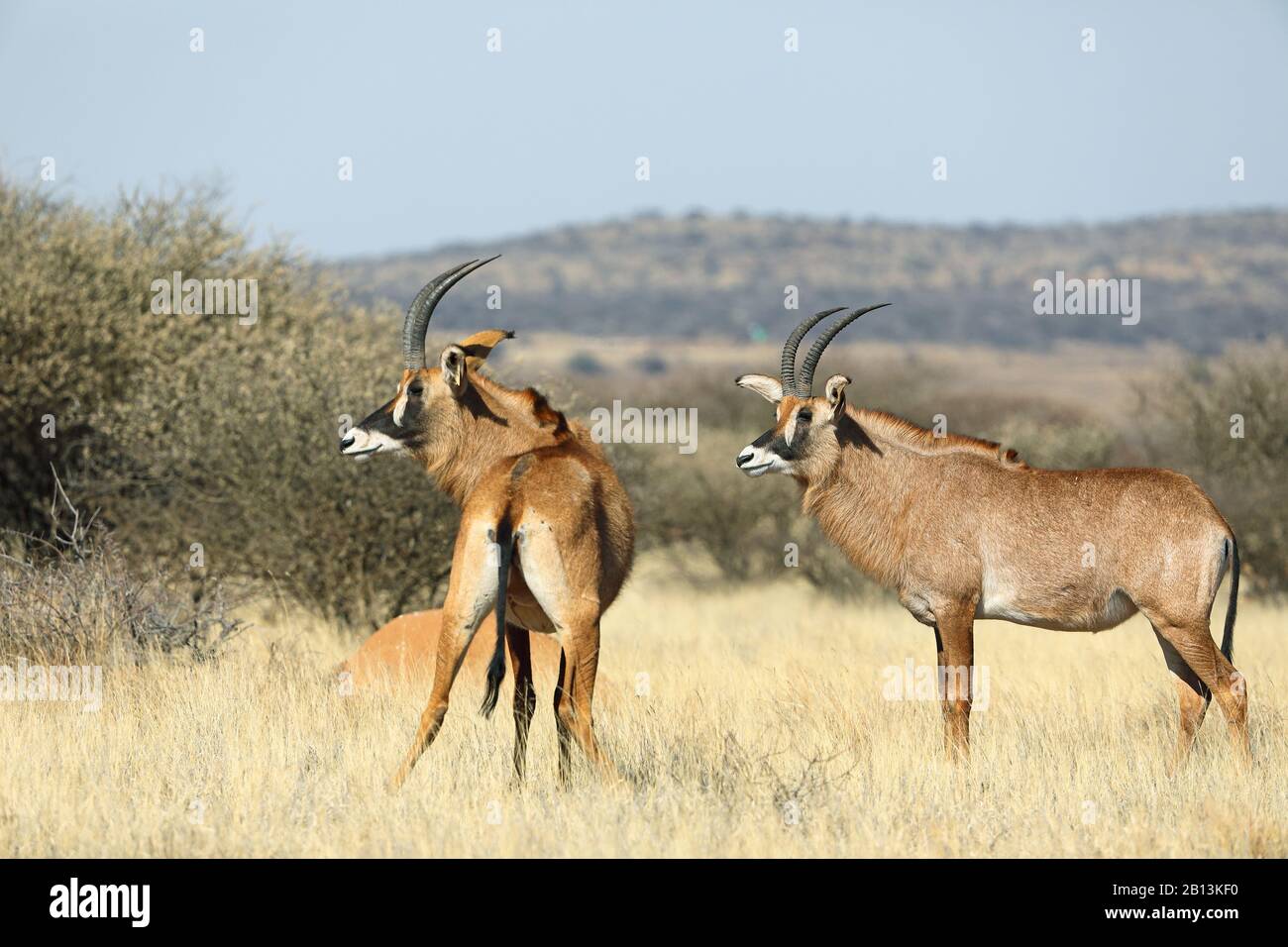 Roan Antilope (Hippotragus equinus), zwei Röschen stehen in Savanne, Südafrika, Kimberley Stockfoto