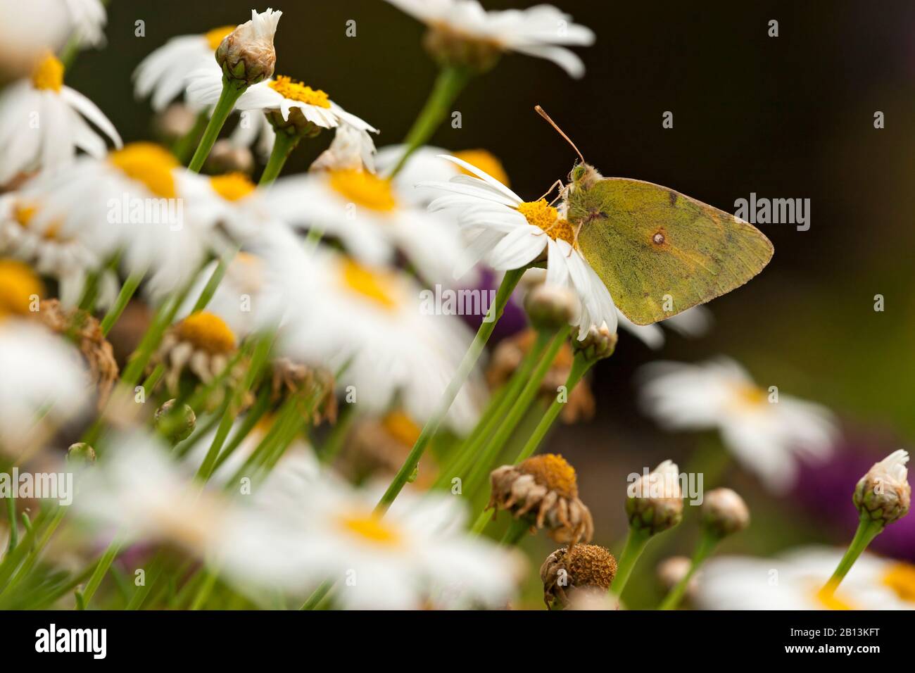 Dunkeltrübtes Gelb, häufig Getrübtes Gelb (Colias croceus, Colias crocea), in Komposit, Seitenansicht, Kanarische Inseln, Teneras Stockfoto