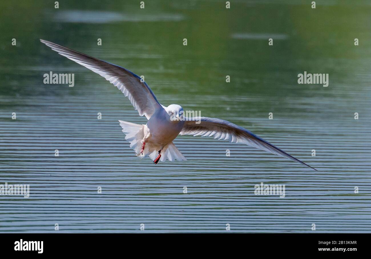 Ross's Gull (Rhodostethia-See), im Flug, Vorderansicht, Niederlande Stockfoto