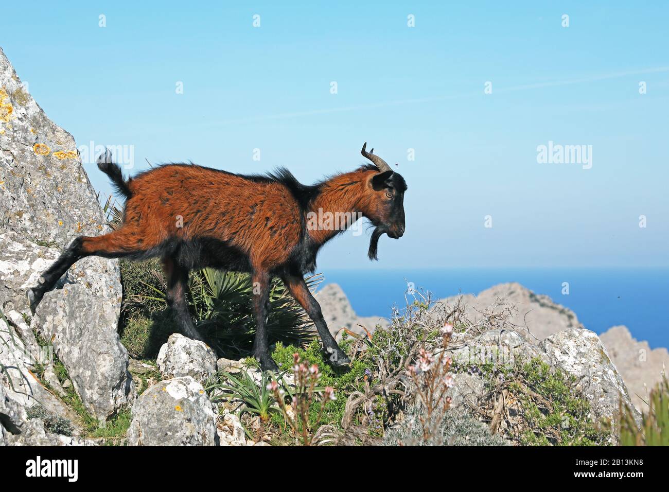 Hausziege (Capra hircus, Capra aegagrus f. hircus), Spaziergang über Felsen, Seitenansicht, Spanien, Balearen, Mallorca Stockfoto