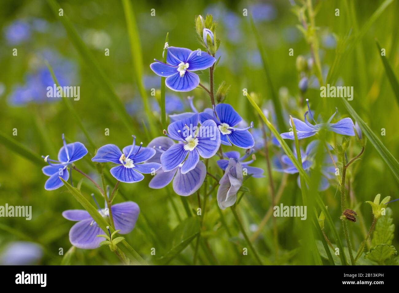 Germander Speedwell (Veronica chamaedrys), Blooming, Deutschland, Bayern Stockfoto