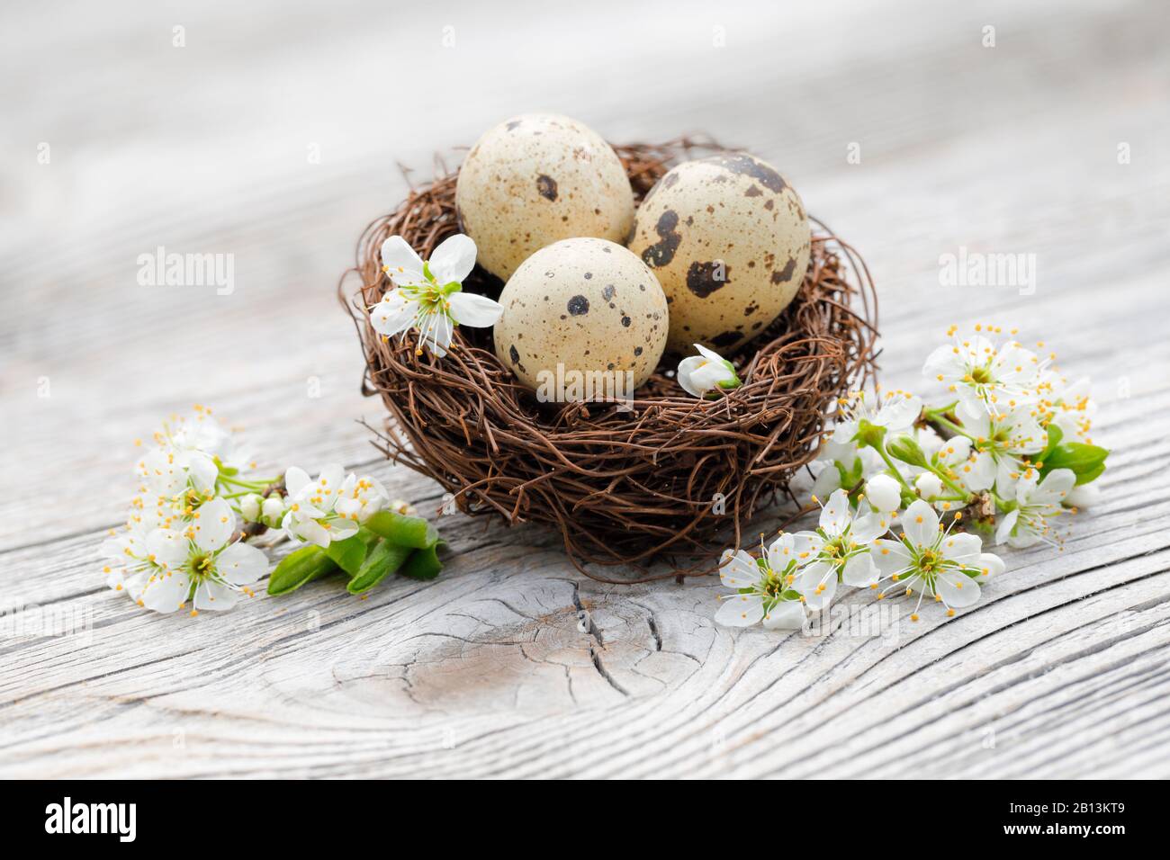 Europäische Pflaume (Prunus domestica), Gelege mit Wachteln und Pflaumentrittchen, osterdekoration, Schweiz Stockfoto