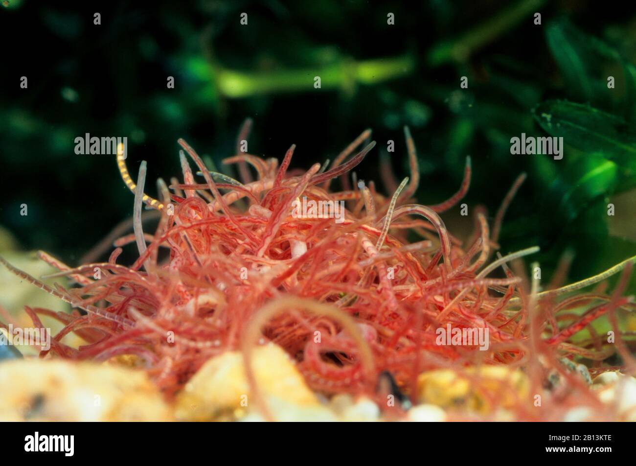 Flusswurm, Schlammwurm (Tubifex tubifex), mehrere Flusswürmer, Deutschland Stockfoto
