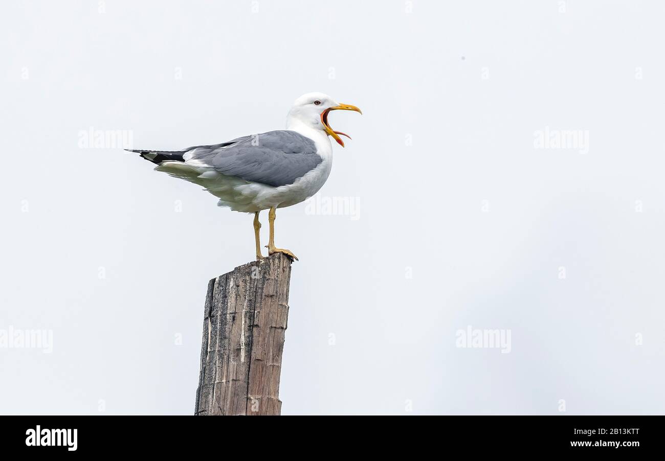 Steppenmöwe, Baraba Gull (Larus heuglini barabensis, Larus barabensis), auf einem Pfosten, Russland Stockfoto