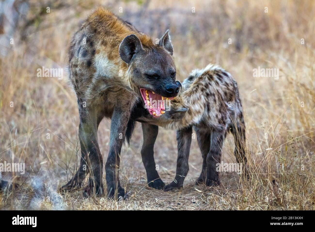 Gepunktete Hyäne (Crocuta Crocuta), saugen ihre Kuppe, Südafrika, Mpumalanga, Kruger National Park Stockfoto
