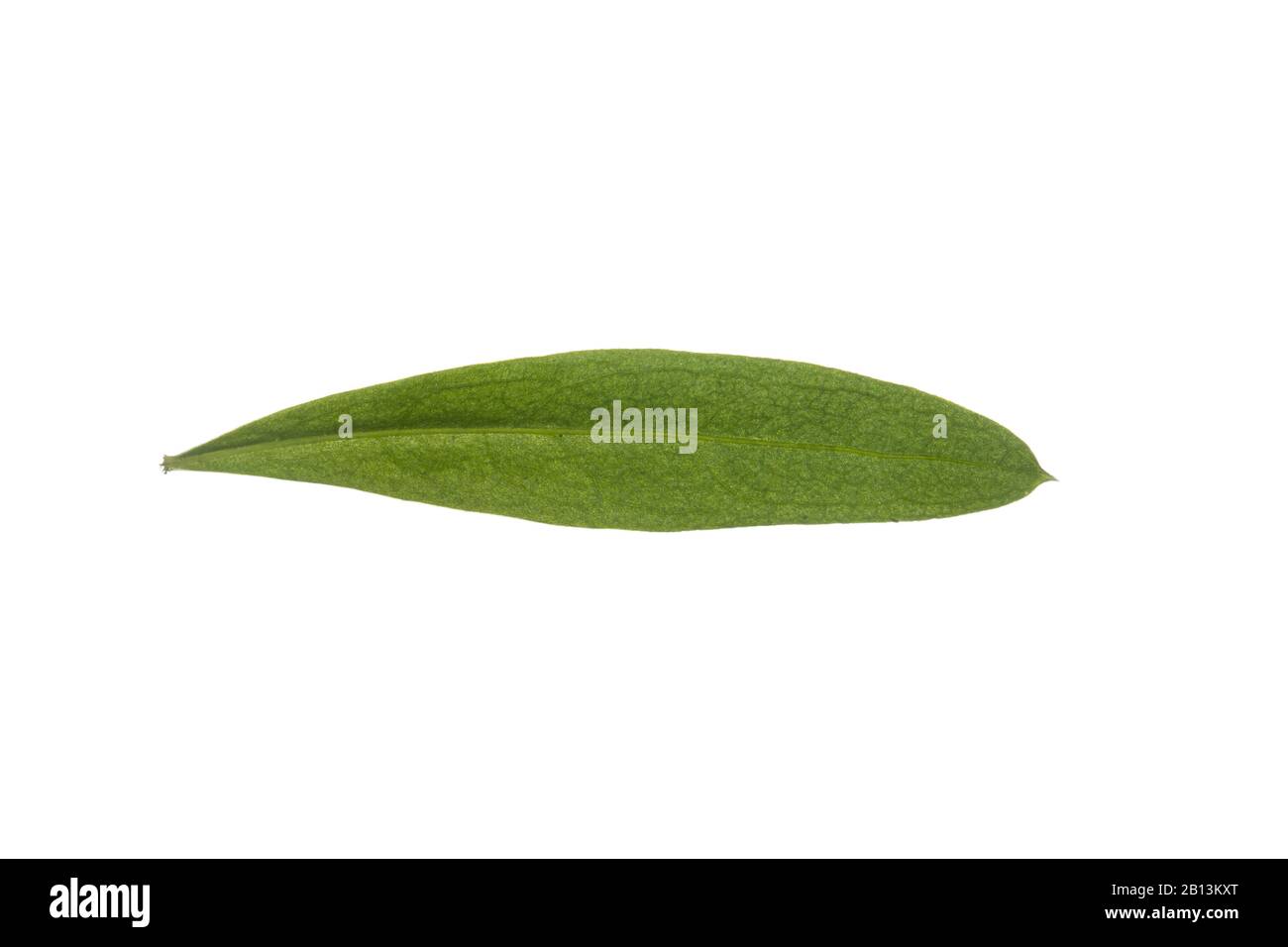 Süßer Woodruff (Alium odoratum), Blatt, Ausschnitt, Deutschland Stockfoto