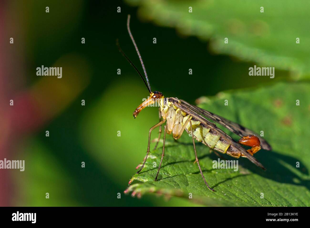 Gemeine Skorpionfliege (Panorama-Kommunis), Männchen auf einem Blatt sitzend, Seitenansicht, Deutschland, Baden-Württemberg Stockfoto