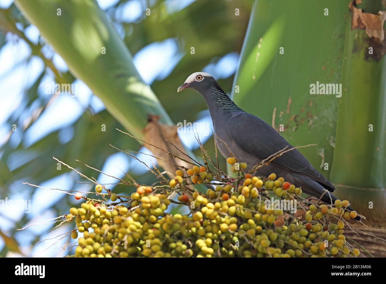 Weißkröntgentaube (Patagioenas leucocephala), auf einer Palme, Kuba, Las Terrazas Stockfoto