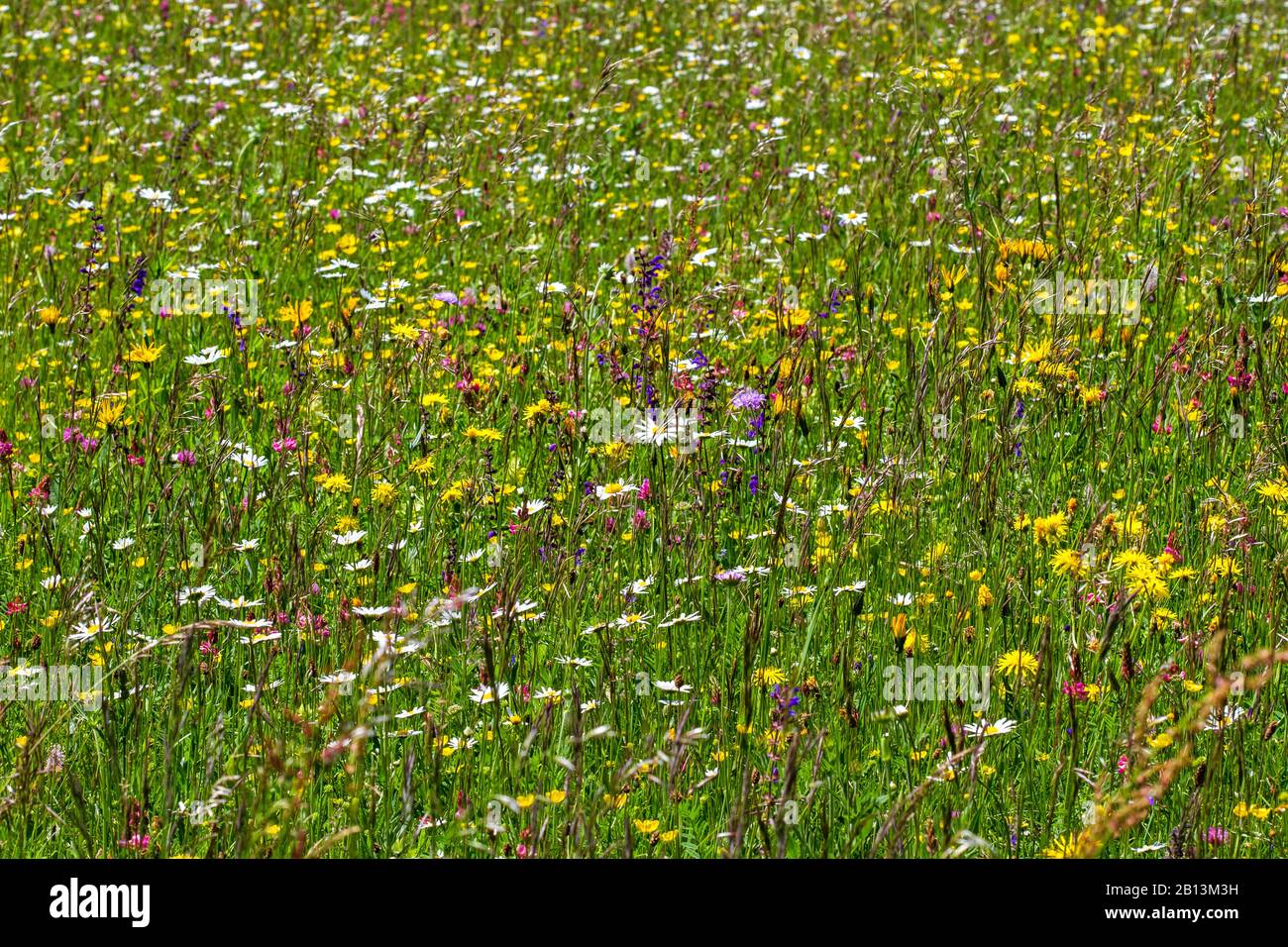Artenreiche blühende Wiese , Deutschland, Baden-Württemberg, Schwäbische Alb Stockfoto