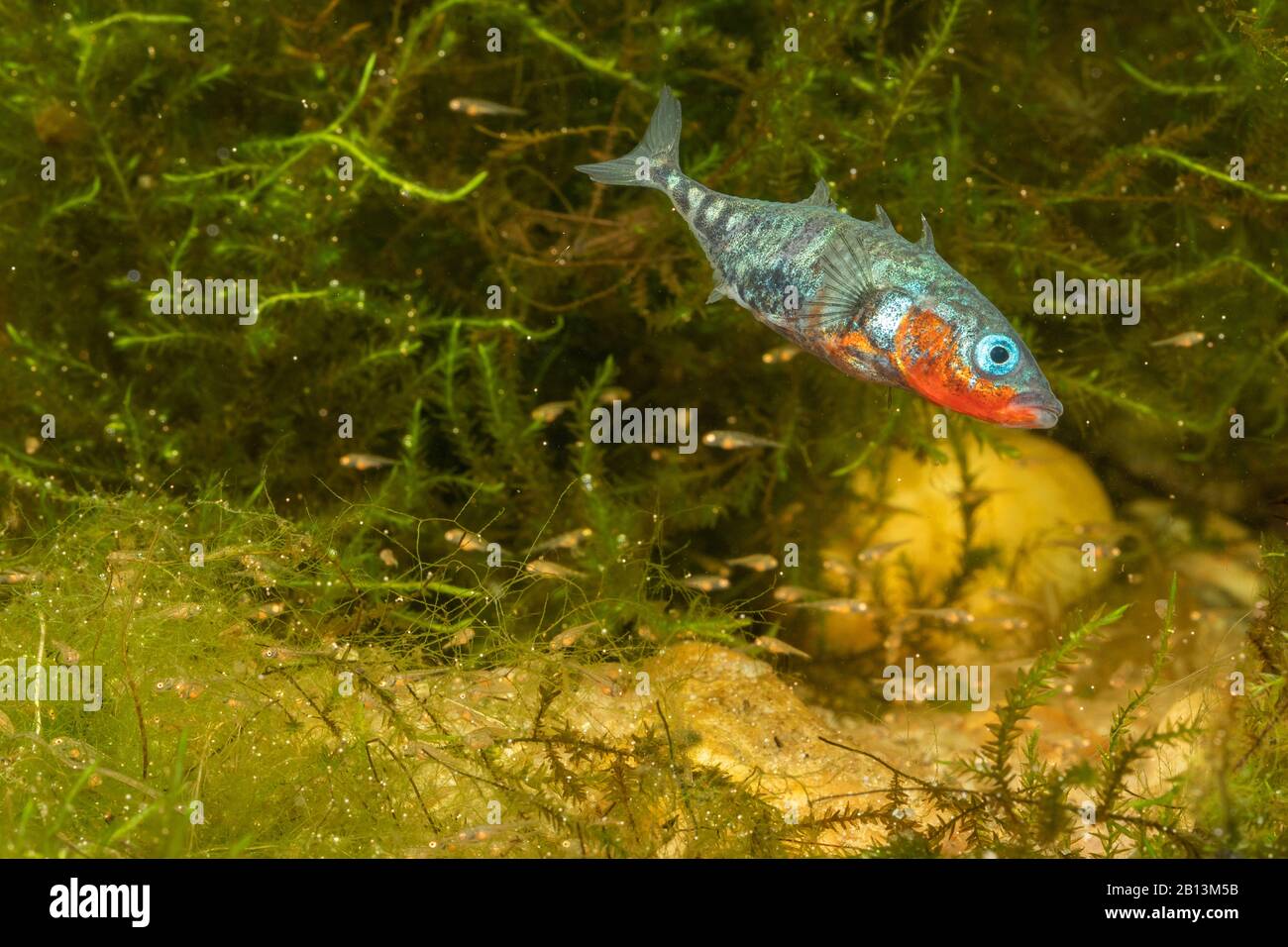 Dreispännige Kleeback (Gasterosteus aculeatus), männliche Hüterin juveniler Fische, Deutschland Stockfoto