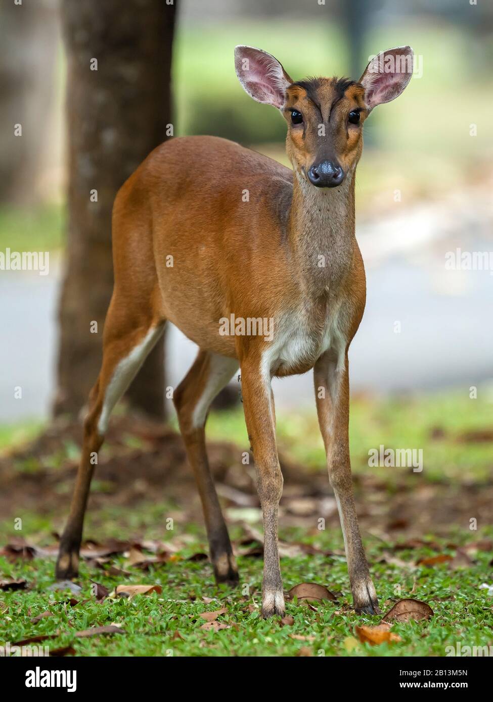 Bellende Rehe, Kakar, indischer Muntjac (Muntiacus muntjak curvostylis), stehender indischer Muntjac Hind, Thailand, Khao Yai National Park Stockfoto