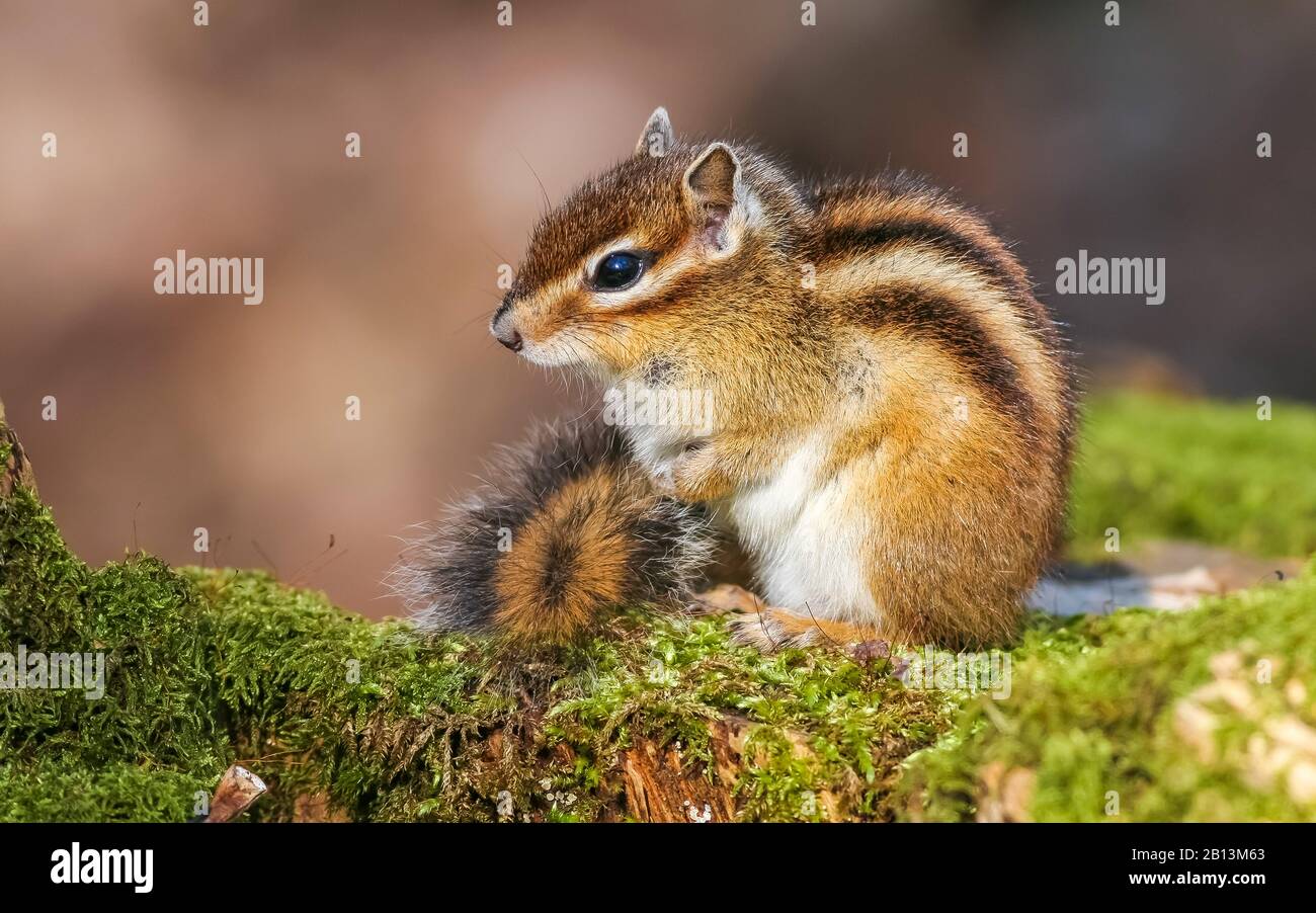 Sibirischer Chipmunk (Eutamias sibiricus, Tamias sibiricus), eingeführt, sitzend im Wald de Soignes, Belgien Stockfoto