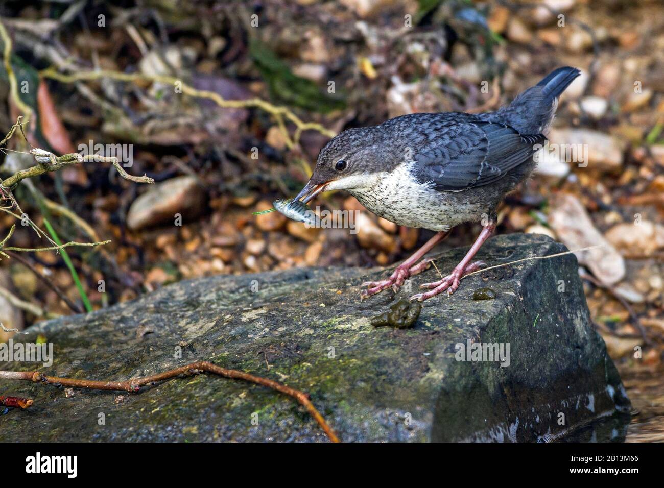 Dipper (Cinclus cinclus), Jungvogel auf einem Stein mit Fisch in der Rechnung, Seitenansicht, Deutschland, Baden-Württemberg Stockfoto