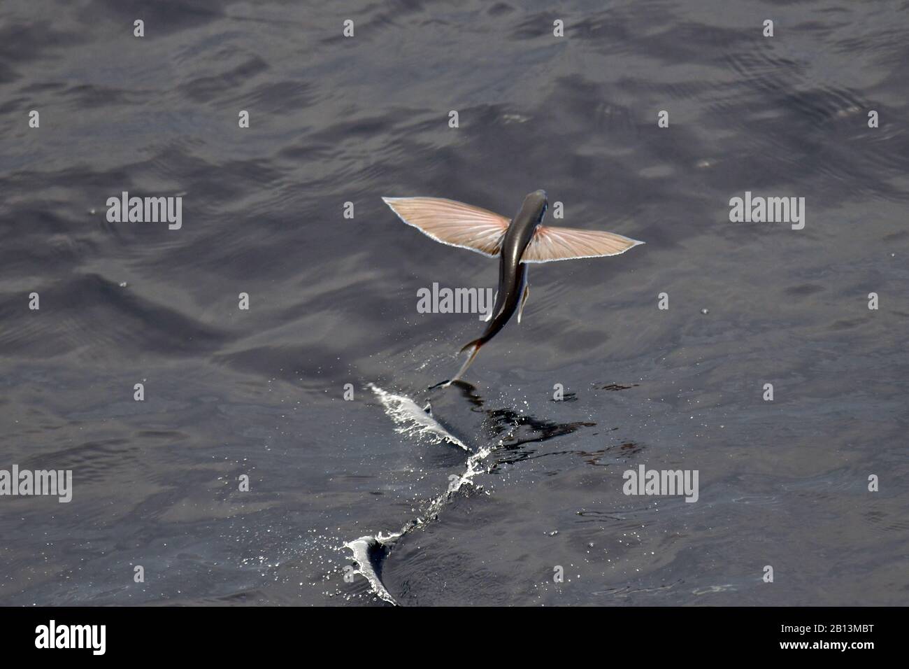Fliegende Fischarten, die von der Meeresoberfläche, dem Atlantik, abfliegen Stockfoto