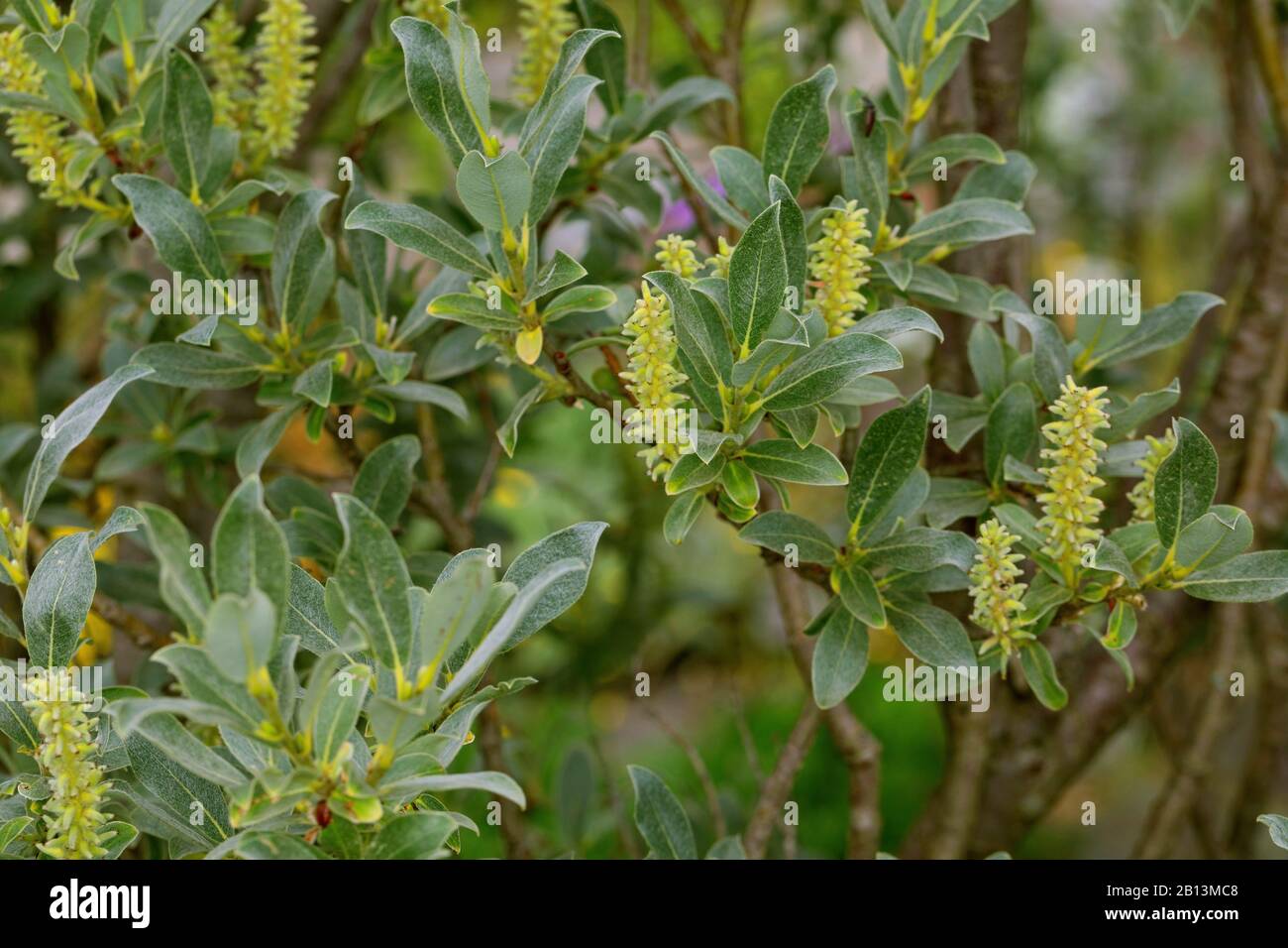 Seidige Weide, Alpine graue Weide (Salix glaucosericea), Blüte, Schweiz Stockfoto