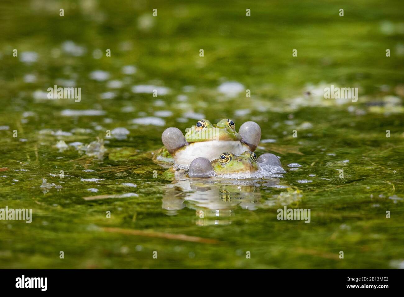 Marsh Frosch, Seefrosch (Rana ridibunda, Pelophylax ridibundus), konkurrierende Männchen mit Gesangs-Sacken, Deutschland, Bayern Stockfoto