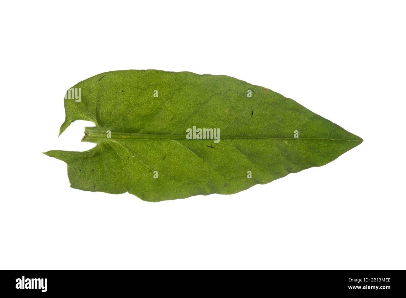 Gemein Sorrel, grüner Sorrel, roter Sorrel, Schafsorrel, Gartensorrel (Rumex acetosa), Blatt, Ausschnitt, Deutschland Stockfoto