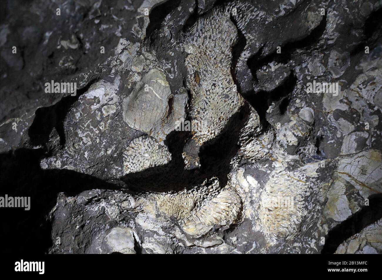 Versteinertes Korallenriffe in der Höhle Kluterthoehle, Deutschland, Nordrhein-Westfalen Stockfoto