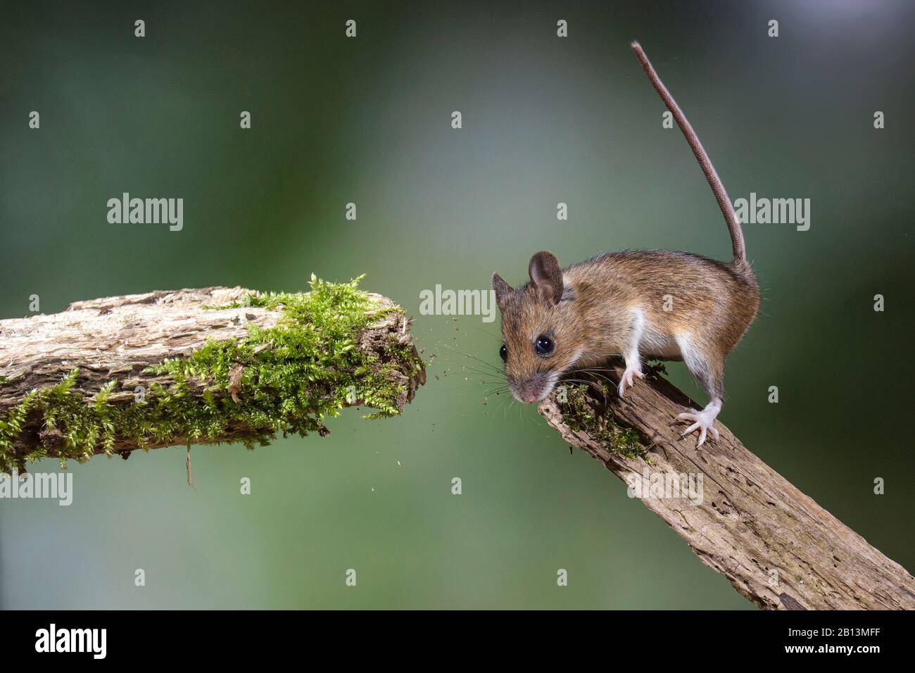 Holzmaus, langschwänzige Feldmaus (Apodemus sylvaticus), auf einem Ast sitzend und möchte zu einem anderen Ast springen, Seitenansicht, Deutschland, Baden-Württemberg Stockfoto