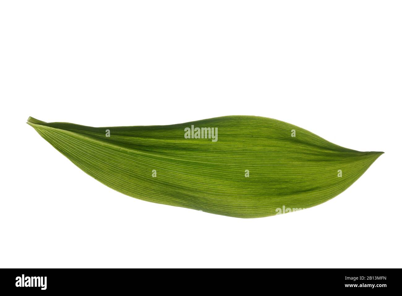 Europäische Liliensilie (Convallaria majalis), Blatt, Ausschnitt, Deutschland Stockfoto