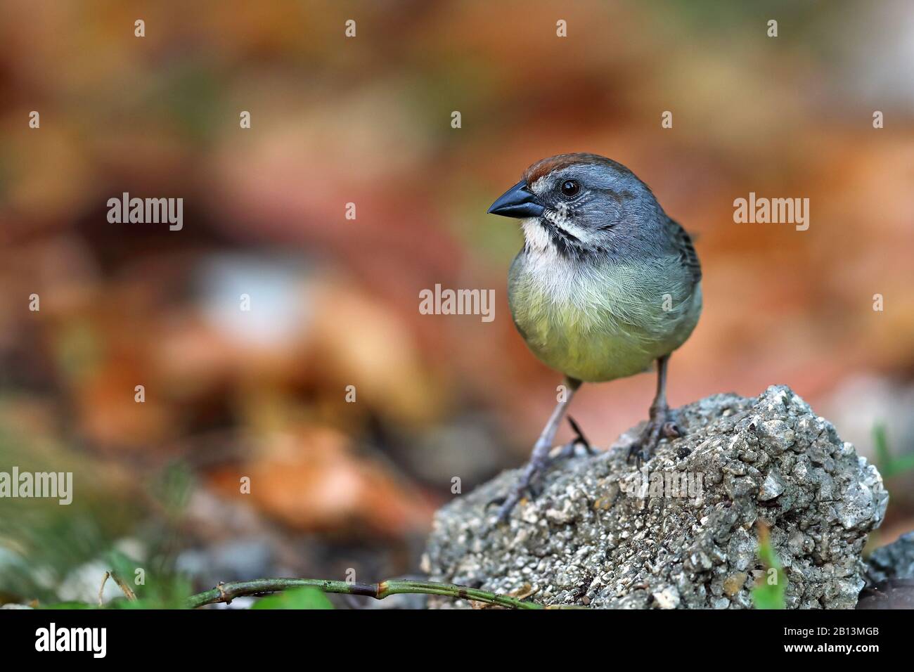 Zapata Sparrow (Torreornis inexpectata), auf einem Felsen, Kuba, Cayo Coco Stockfoto