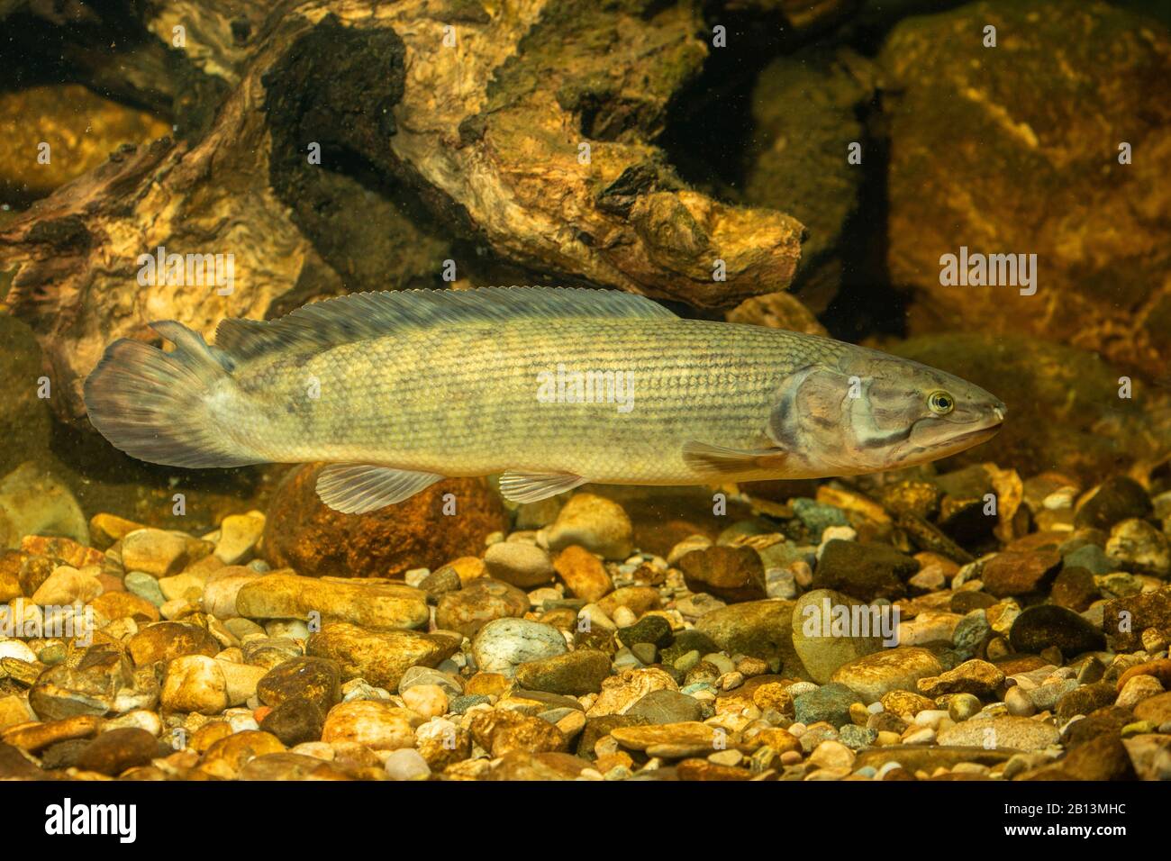 Bowfin (Amia calva), über Schotterboden Stockfoto