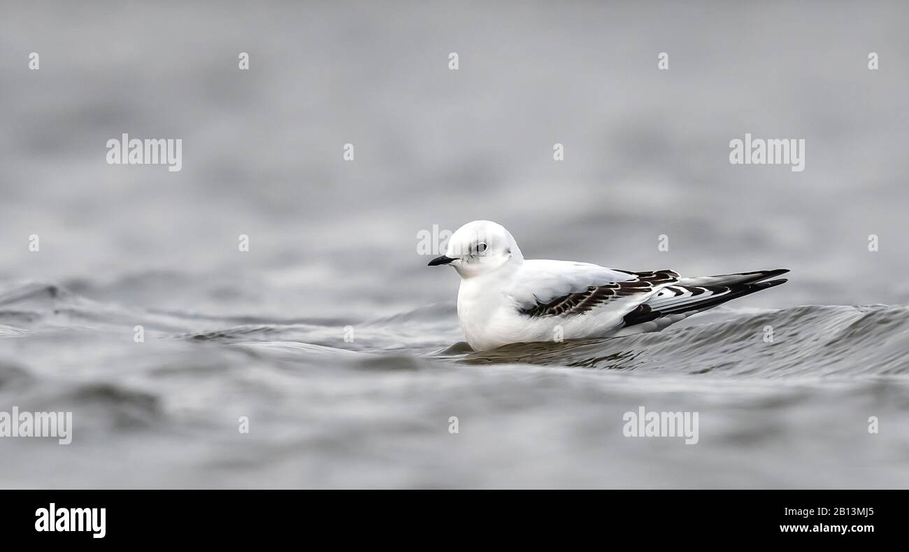 Ross's Gull (Rhodostethia-See), Schwimmen, Seitenansicht, Niederlande Stockfoto