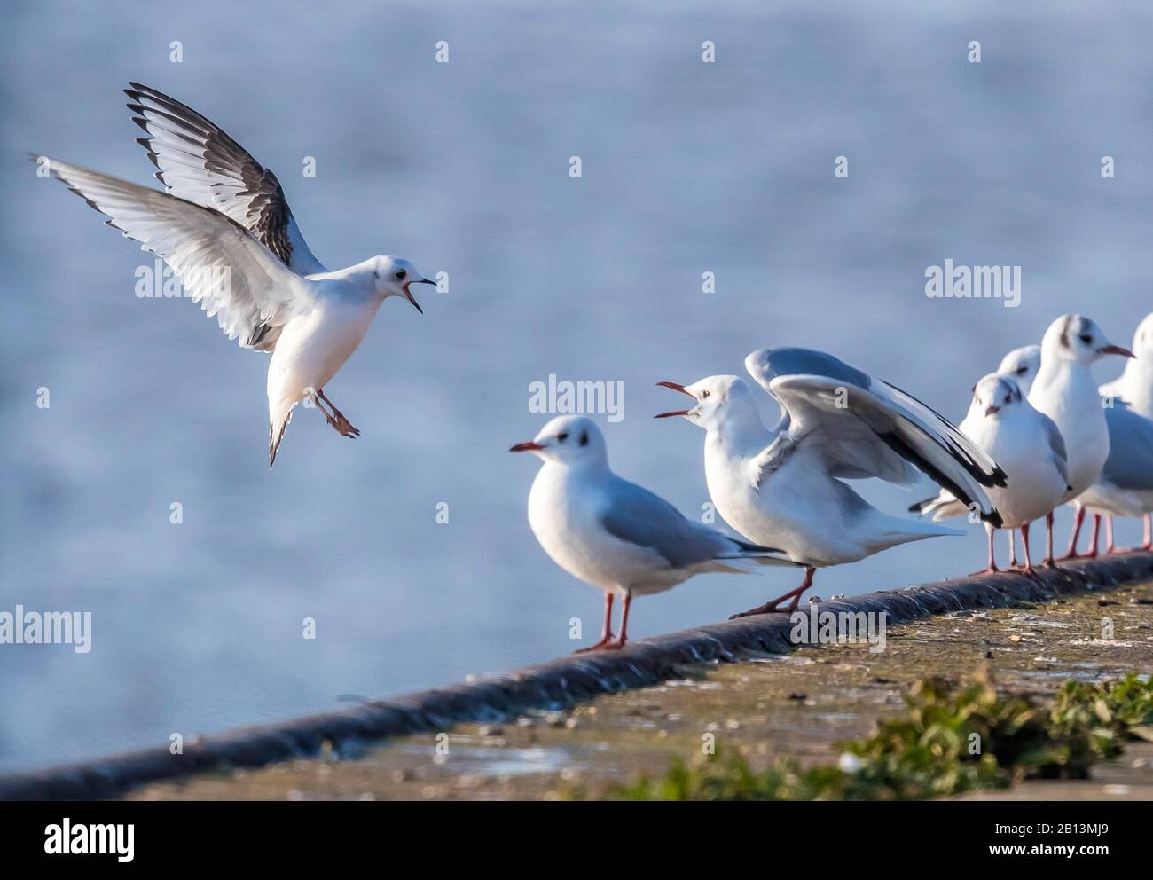 Ross's Gull (Rhodostethia-Rosea), an Deck sitzend, Niederlande Stockfoto