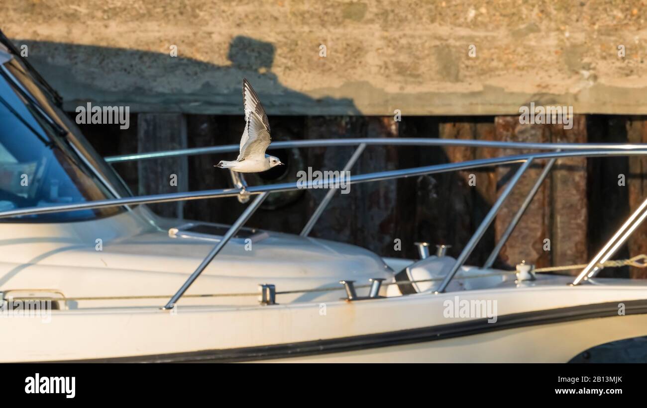 Ross's Gull (Rhodostethia-See), nimmt ein Boot, Niederlande, ab Stockfoto