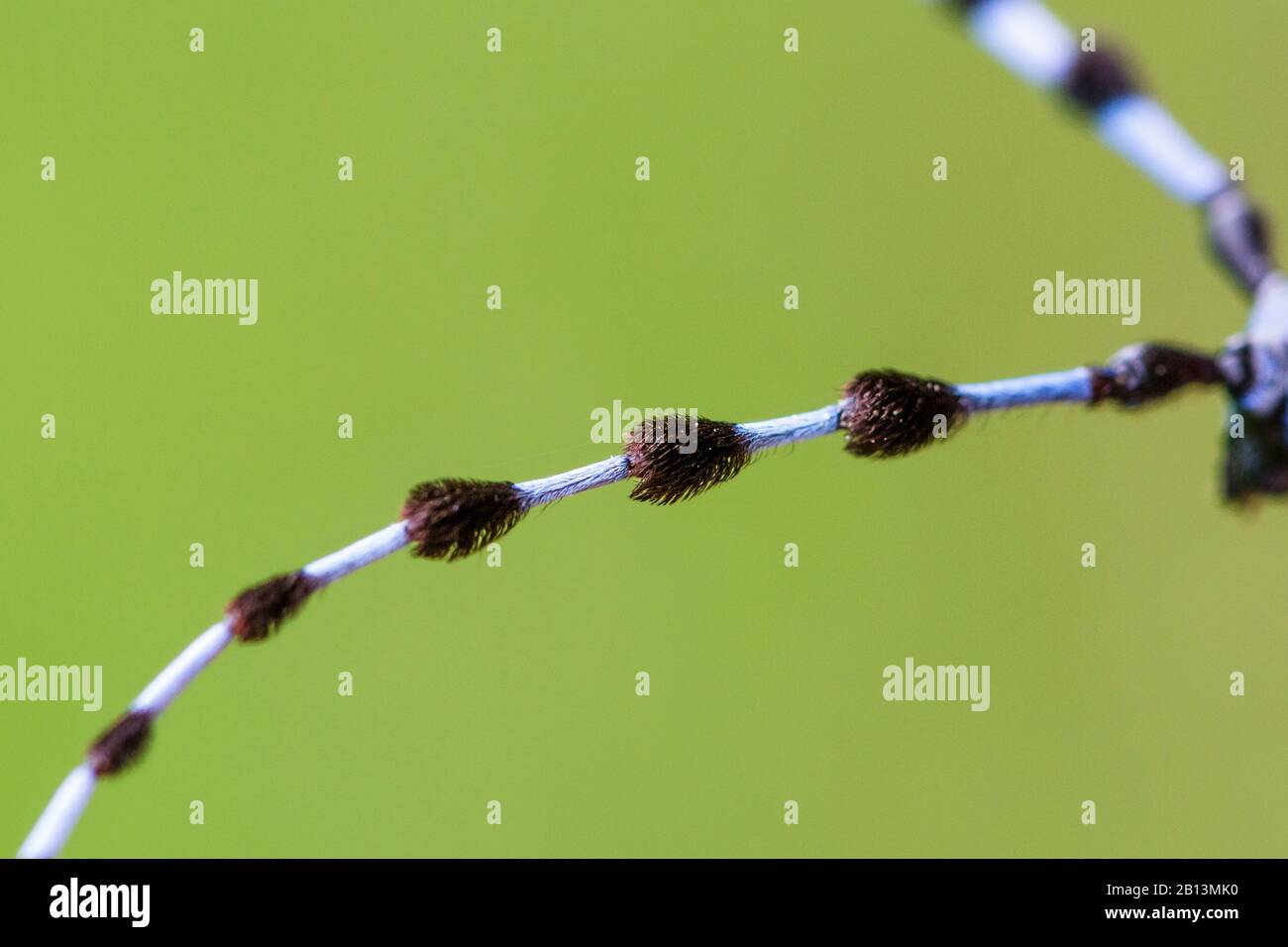 Rosalia longicorn (Rosalia alpina), Detail der Antennen, Deutschland Stockfoto