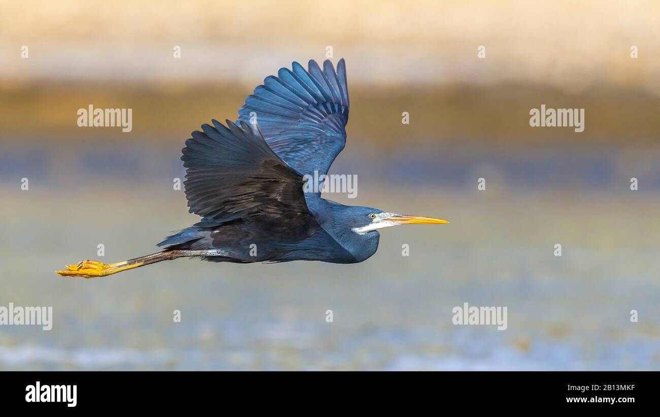 Westliche Riffegrette (Egretta gularis schistacea), Dunkle Morphe im Flug, Ägypten Stockfoto